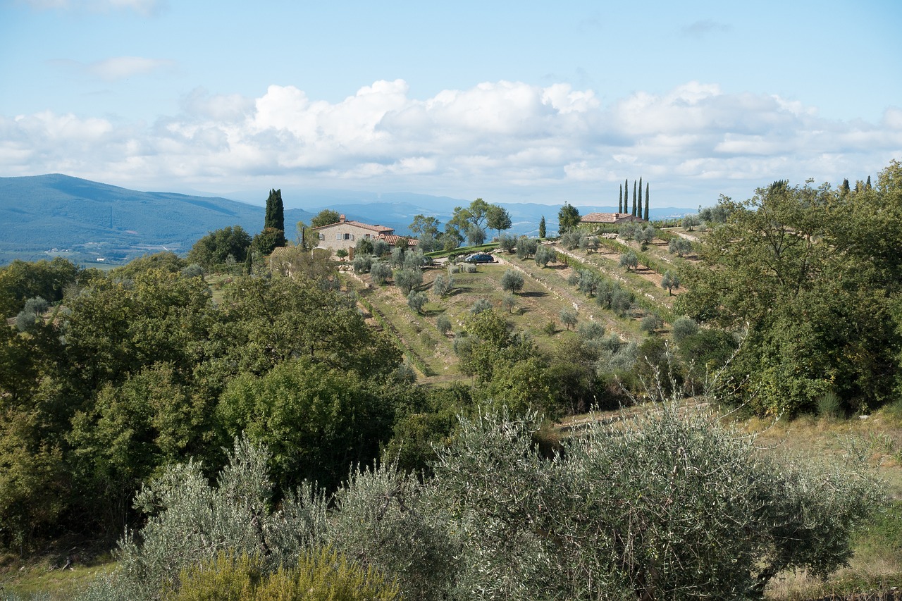 Die Vielfalt des italienischen Olivenöls: Sorten, Aromen, Charakteristika und Hersteller